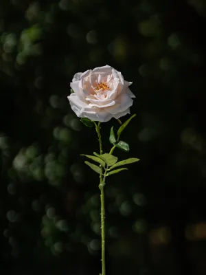 Artificial Champagne Damask Rose - 17.8"